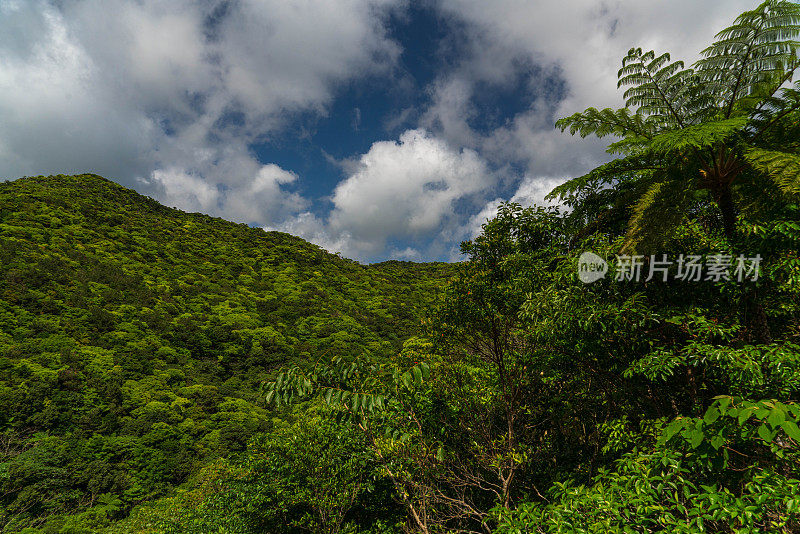 山原森林