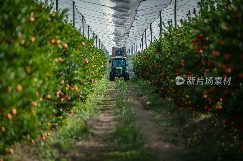 拖拉机向果园里的橘子树喷洒杀虫剂或杀菌剂