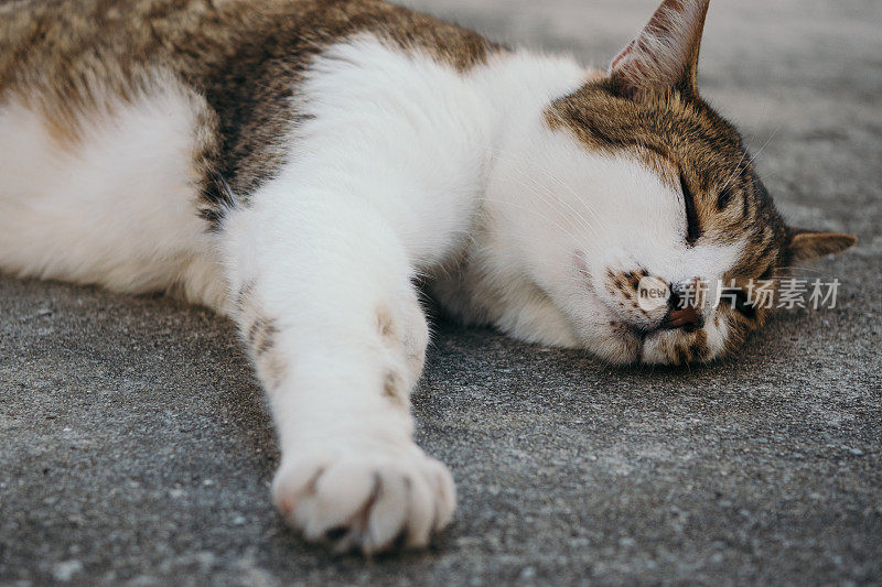 一只猫安静地睡觉