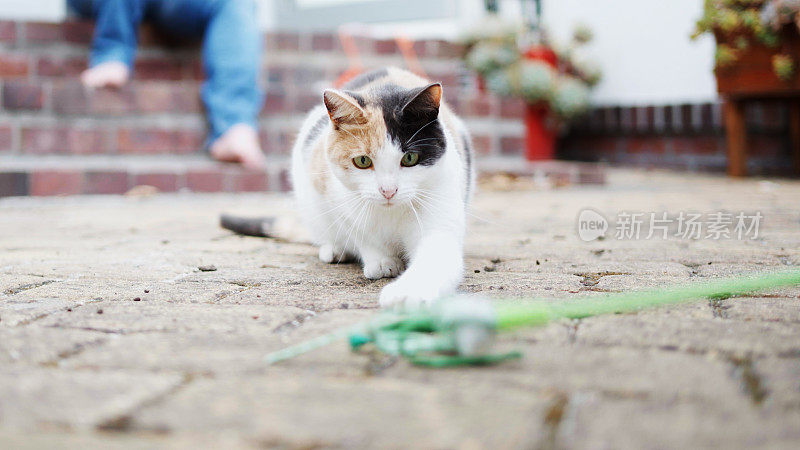 夏天，猫和它的主人在外面玩耍