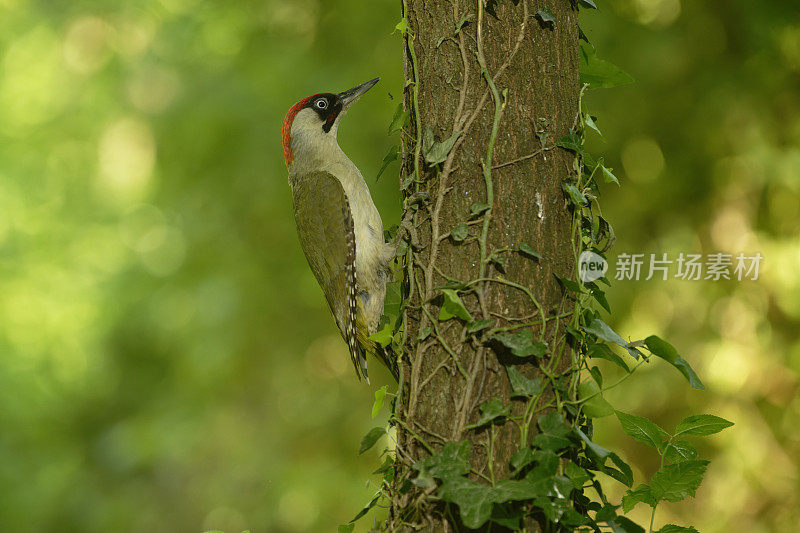 欧洲绿啄木鸟