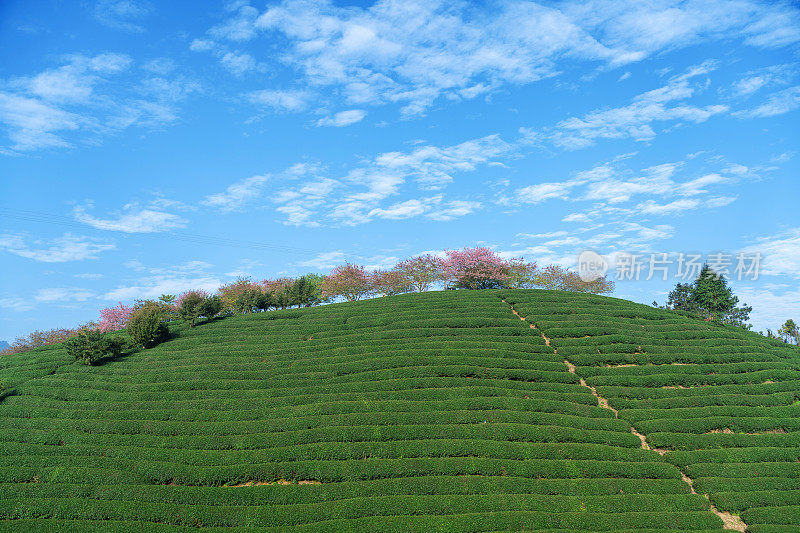 美丽的樱花有机茶园