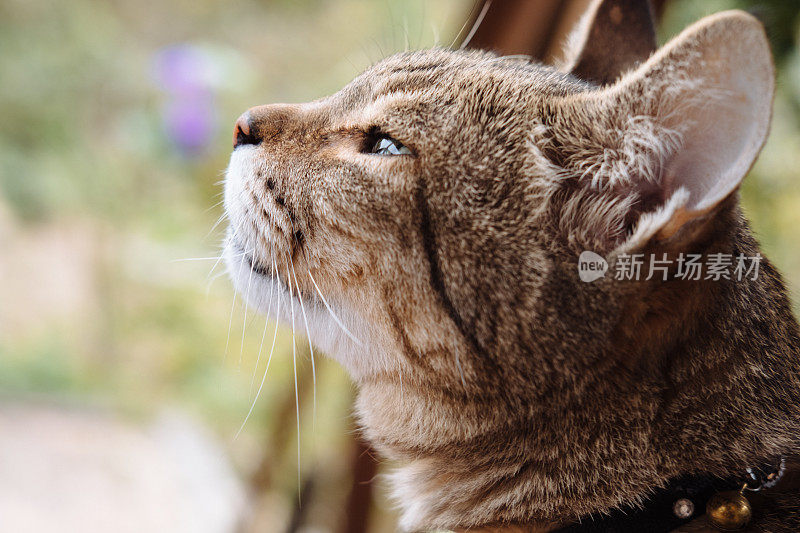 一只表情可爱的虎斑猫正在抬头看