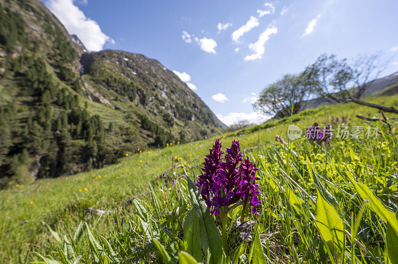 奥地利蒂罗尔阿尔卑斯山脉的春季草地，有阔叶沼泽兰花野花