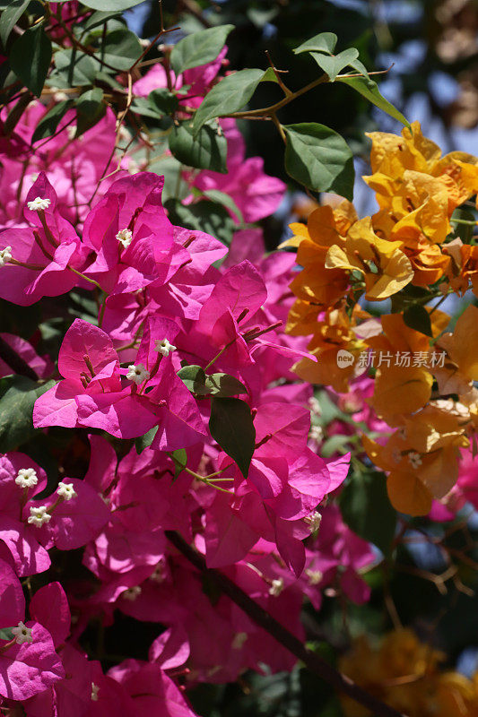 全画幅图像热带粉红色和金黄色九重葛花苞片，白色的花朵和郁郁葱葱的绿叶，攀缘观赏开花九重葛藤，晴朗多云的蓝天背景，重点在前景