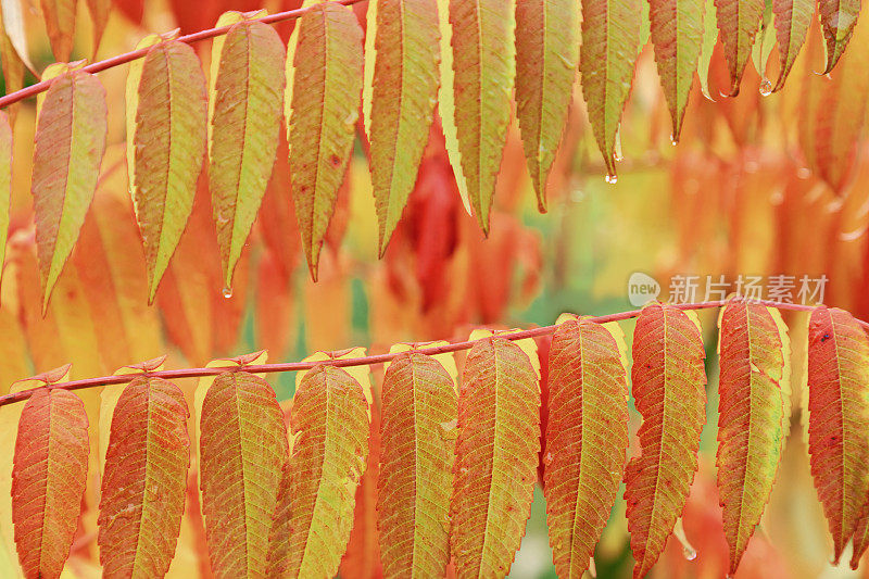 美丽的自然背景，五颜六色的植物叶子配上雨点，雨后的自然风光。黄橙秋景，生机盎然的湿叶季节性造型照片。秋季色彩