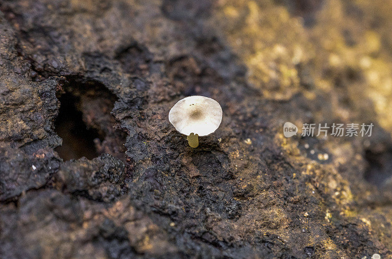 神奇蘑菇或裸盖菇是一种生长在牛和水牛粪便中的蘑菇。