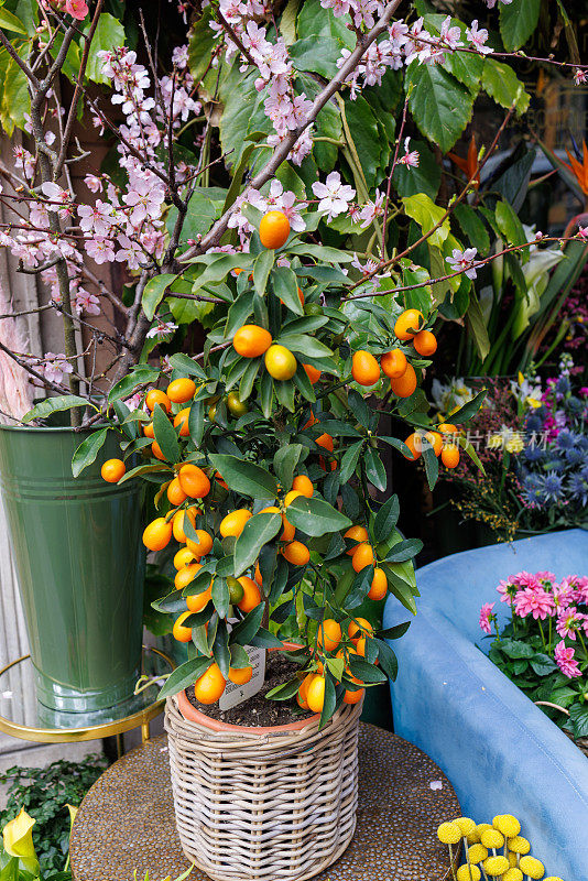 在意大利博洛尼亚的街头市场上，金橘植物和成熟的果实