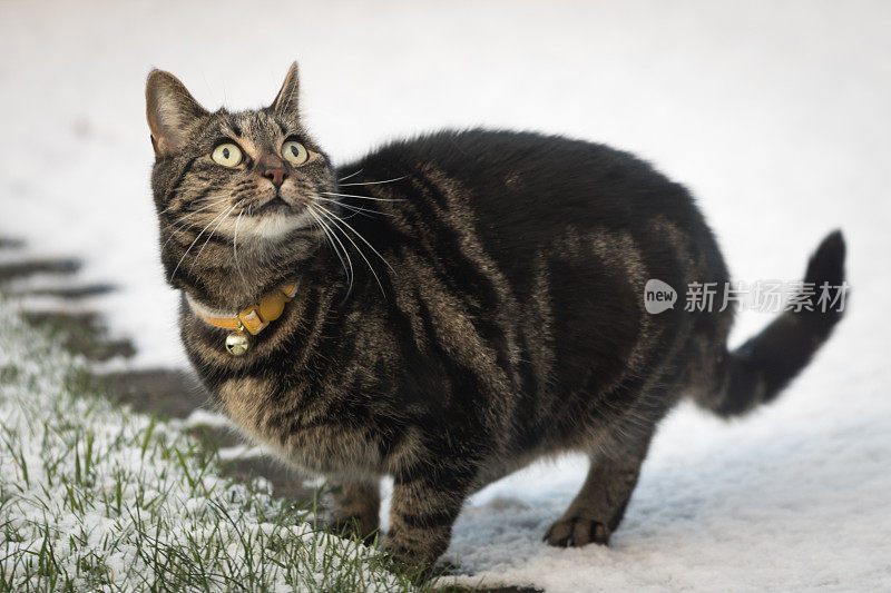 小虎斑猫在雪中玩耍