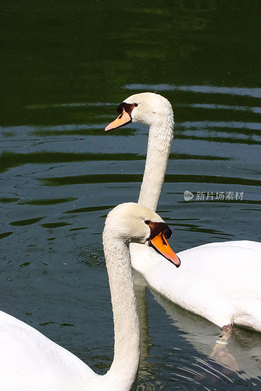 两只优雅的哑巴天鹅(天鹅色)在湖面上游泳的特写图像，鸟在波纹的水中反射，聚焦于前景
