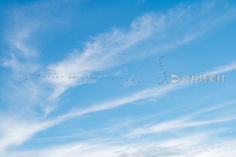一群向南飞的鸟。向北或向南迁徙的鸟。背景是蓝天白云。