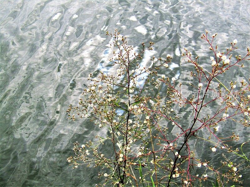 水面上的波浪。干涉现象。