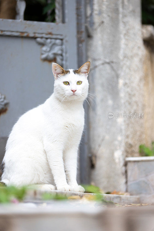 白色的流浪猫。