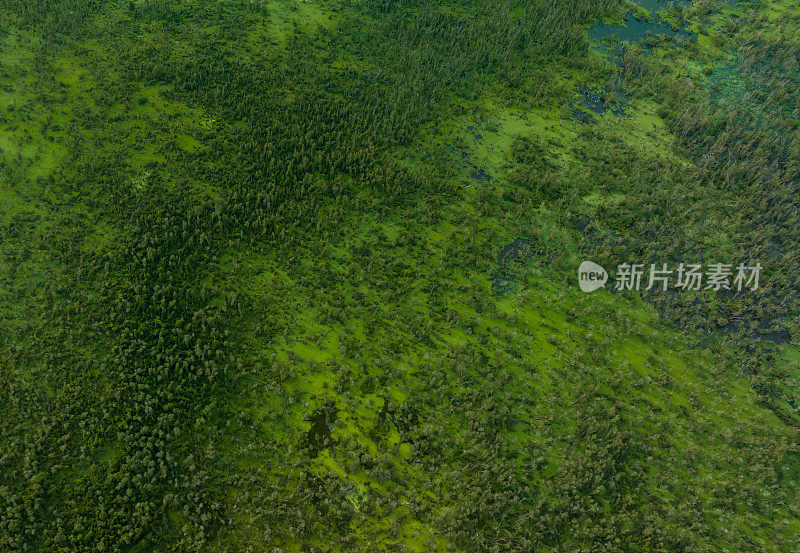 龙安省朗森湿地保护区，世界湿地之一