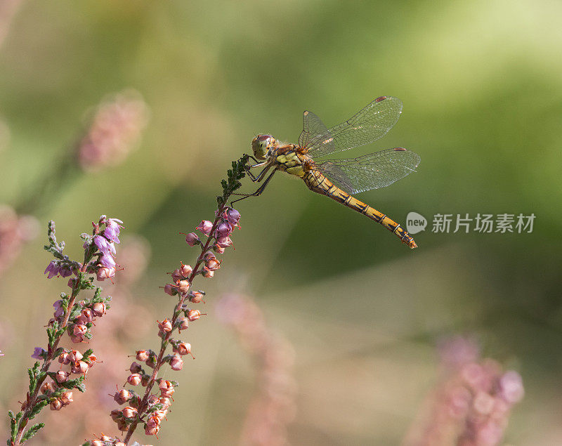 普通蜻蜓