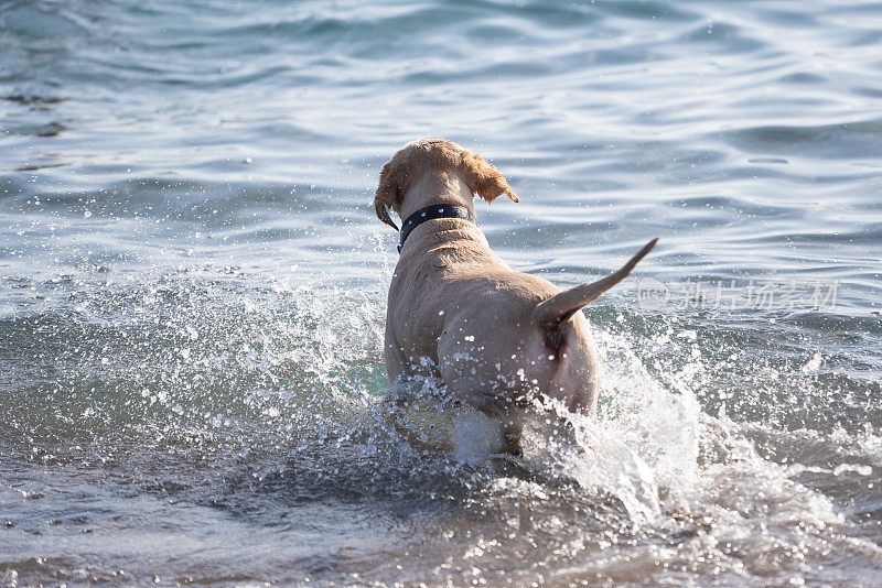 快乐的金毛猎犬在海里游泳