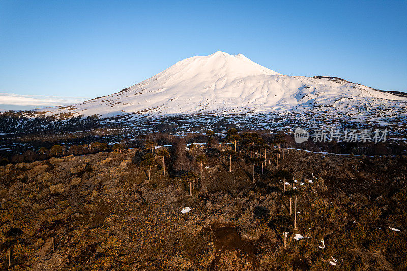 巴塔哥尼亚火山脚下的阿劳卡利亚森林