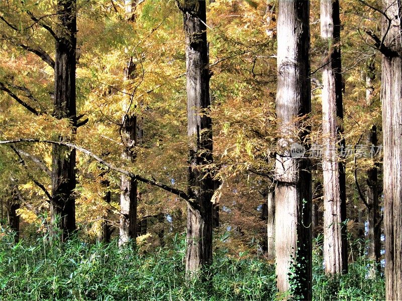 日本。11月阳光明媚的水杉林。