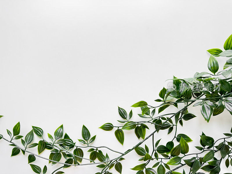 流浪犹太植物的绿色杂色叶子在干净的白色背景上从右上角延伸到框架内，并带有复制空间。前视图。