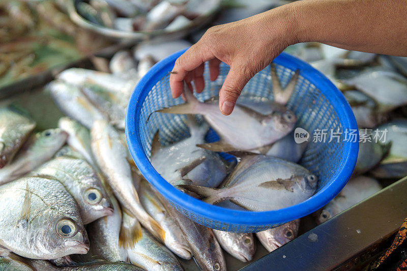 槟城当地早市出售新鲜的鱼和海鲜