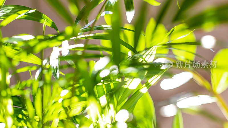 室内植物变色龙特写