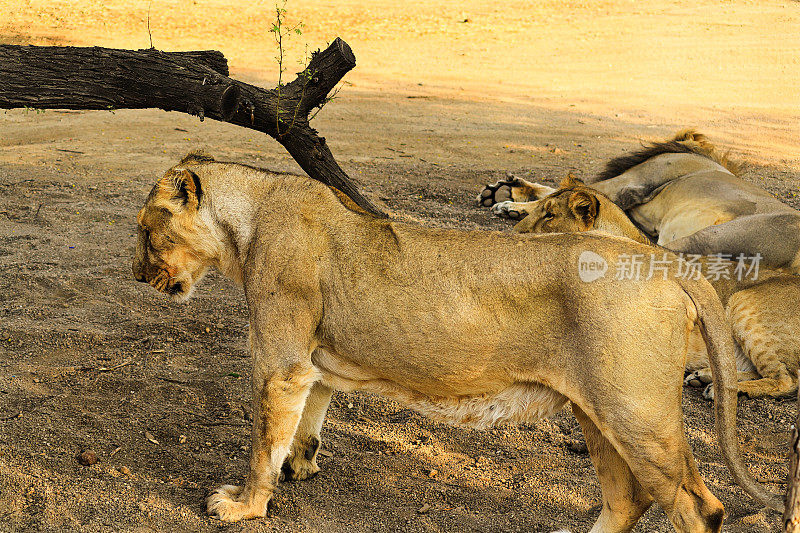 印度古吉拉特邦吉尔保护区国家公园的年轻雌豹。亚洲狮是印度古吉拉特邦单一种群的狮子亚种。野生动物中的家庭狮子