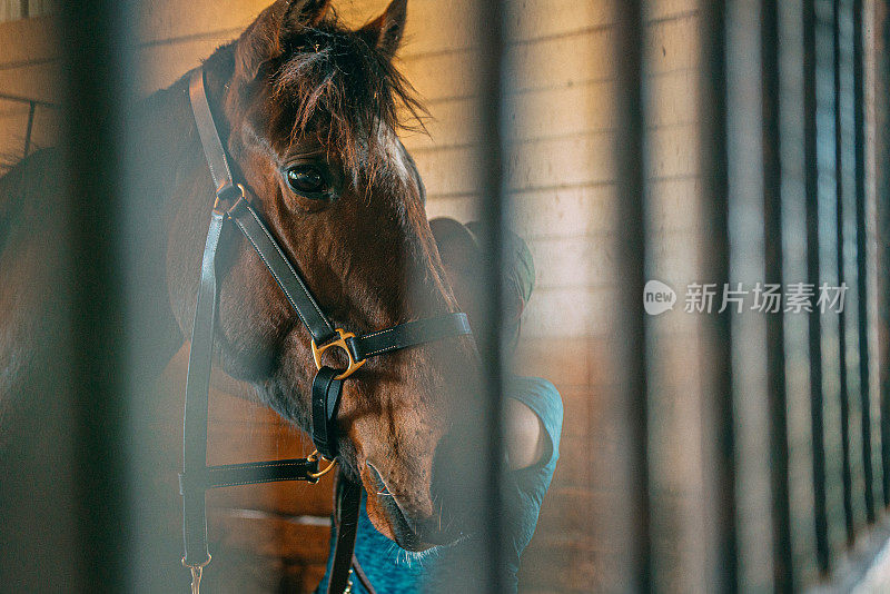 年轻女骑师为救援马匹套上训练笼头的艺术形象