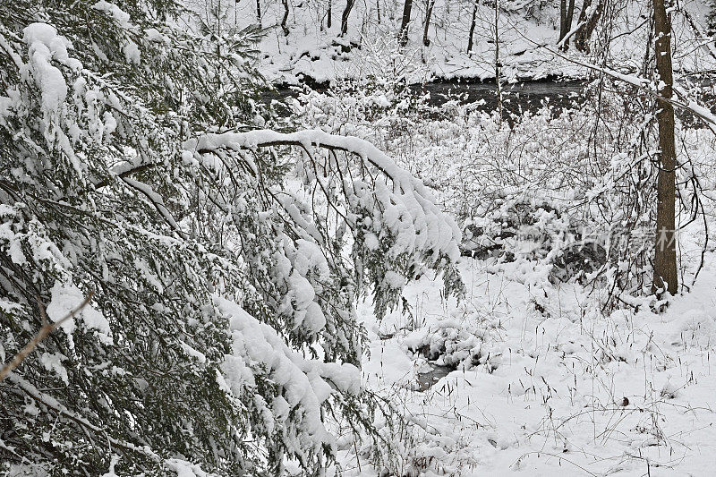 河边的东部铁杉，被新下的雪压垮了