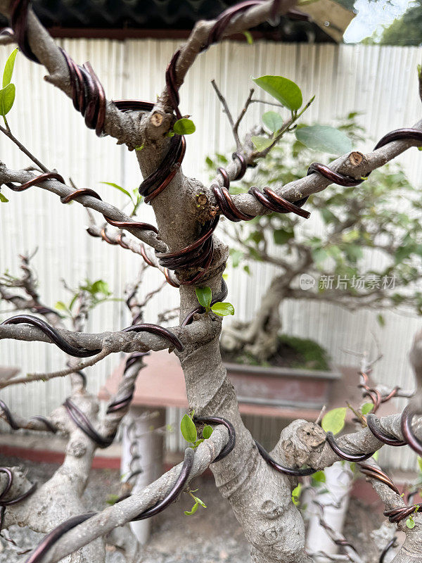 大型无花果(无花果)盆景树的有线树枝特写图像，用于定位树枝和细枝的有线盆景技术，竹屏风背景，在新德里的公共Lodhi花园中被改造成日本花园的庭院