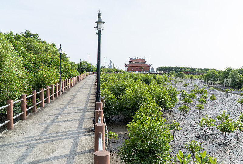 这条路穿过嘉茂角泥滩上的红树林