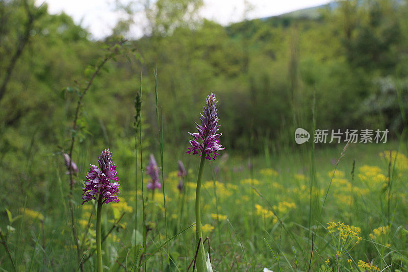 军国兰是一种生长在草地上的紫色兰花。