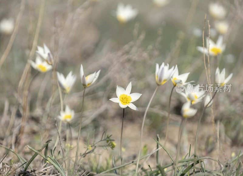 一大片突厥斯坦郁金香，一朵白色的小花，中间是黄色的。野生樱草花，绿色草原上春天的象征