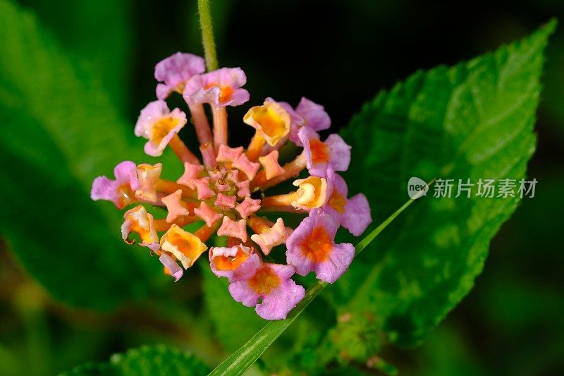 马鞭草或tembelekan是马鞭草科的一种开花植物，起源于中美洲和南美洲的热带地区。马樱丹属卡马拉