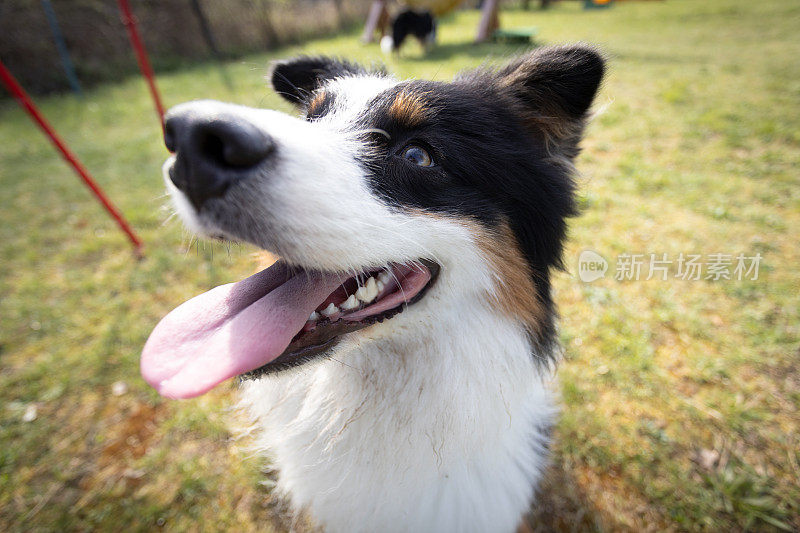 一只澳大利亚牧羊犬在训练场上休息