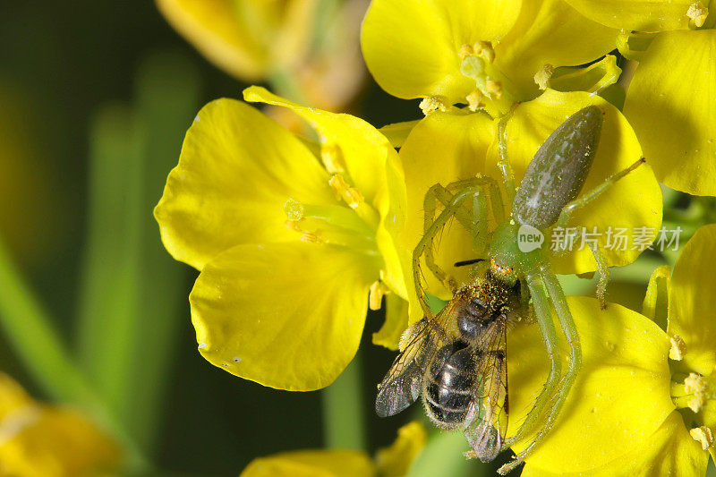若巴云蜘蛛在明黄色的油菜花上捕食黑白蜜蜂(自然+闪光灯，黑色背景微距特写摄影)