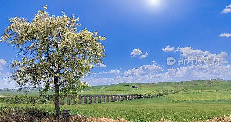 普利亚景观:有花的树和绿色的小山，被高架桥穿过。