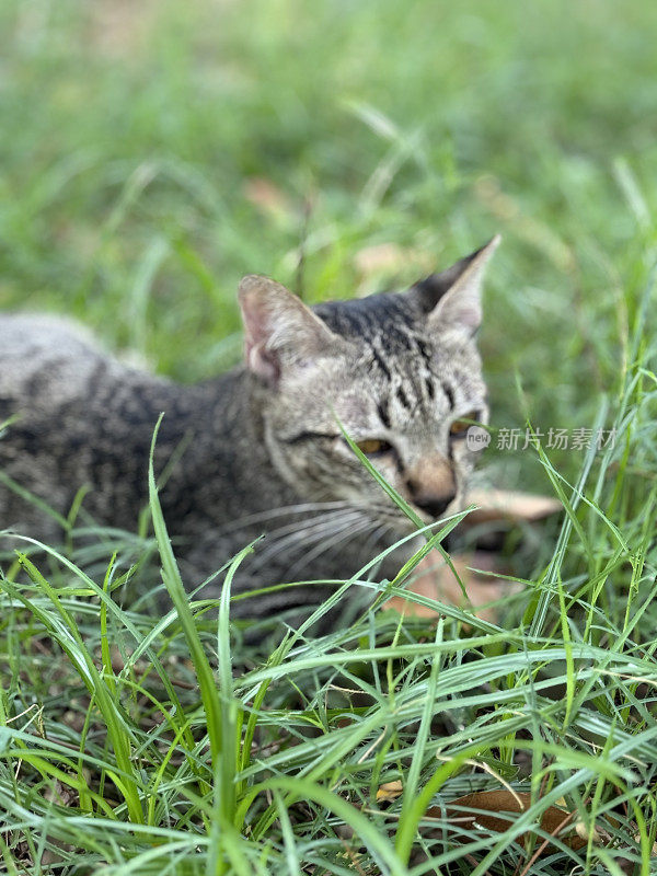 家养的灰虎斑猫的形象，躺在花园绿色草坪的长草叶上，轻松而满足，头部，额头上的“M”形标记，聚焦于前景