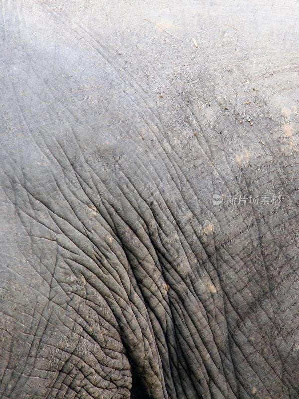 一张大象的照片，长着很长的象牙和很大的象牙。