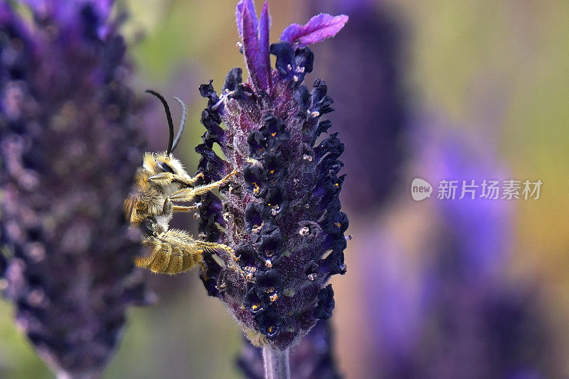 蜜蜂与薰衣草“笨蛋”