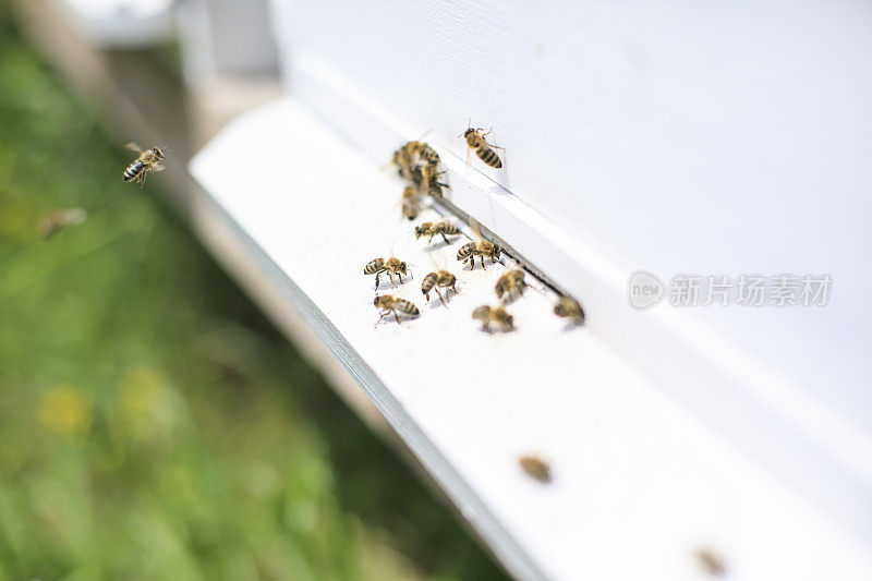 蜜蜂在蜂巢里飞来飞去