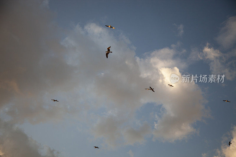 伊斯坦布尔王子群岛的天空和海鸥