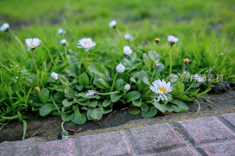 长满白色雏菊的草地