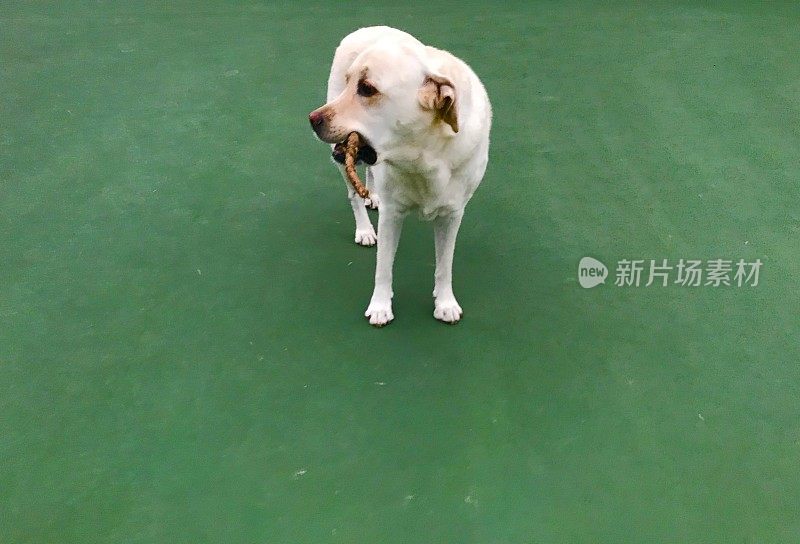 拿着棍子的拉布拉多寻回犬