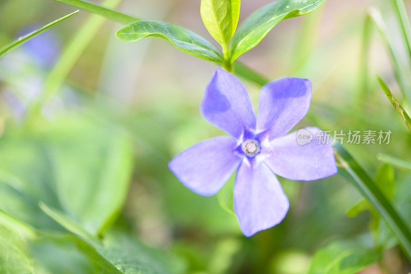 小长春花或矮长春花，在早春开花