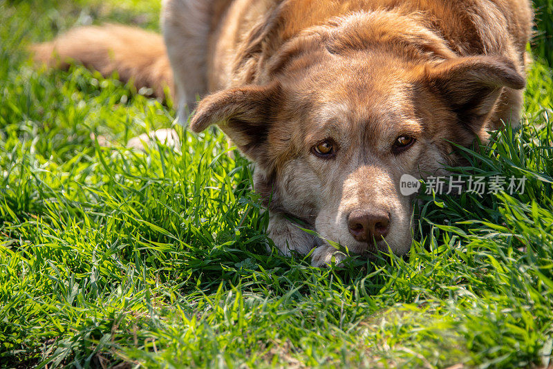 在绿色草地上休息的大型杂交犬