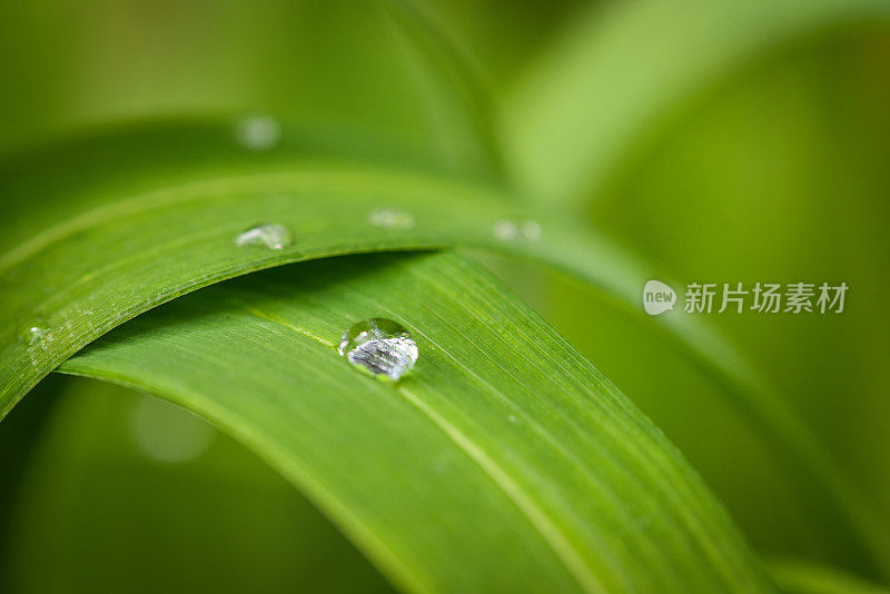 清晨小雨过后，水滴在绿叶上