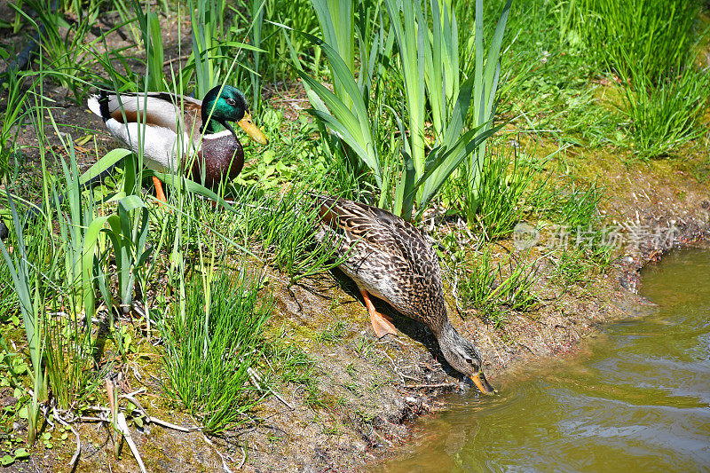 池塘边的野鸭夫妇