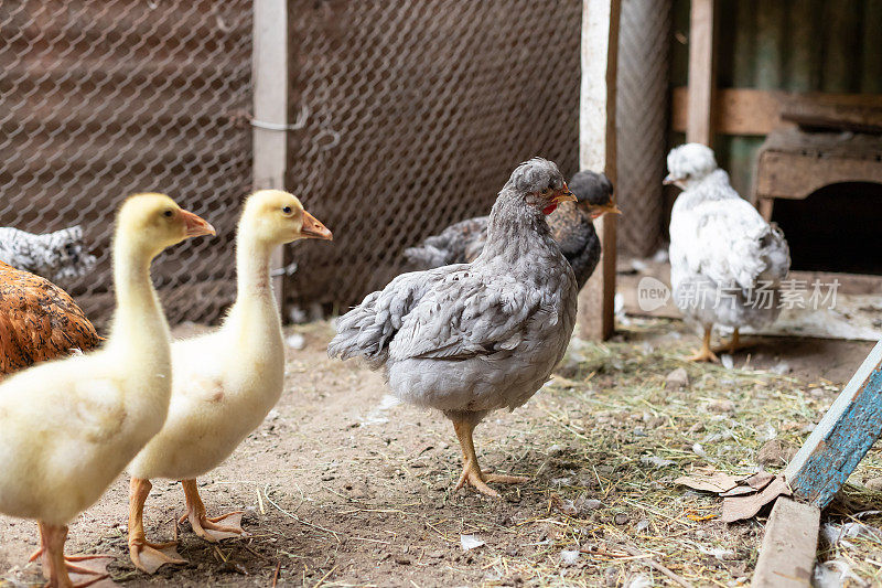 农场院子里的小鸭子和小鸡。