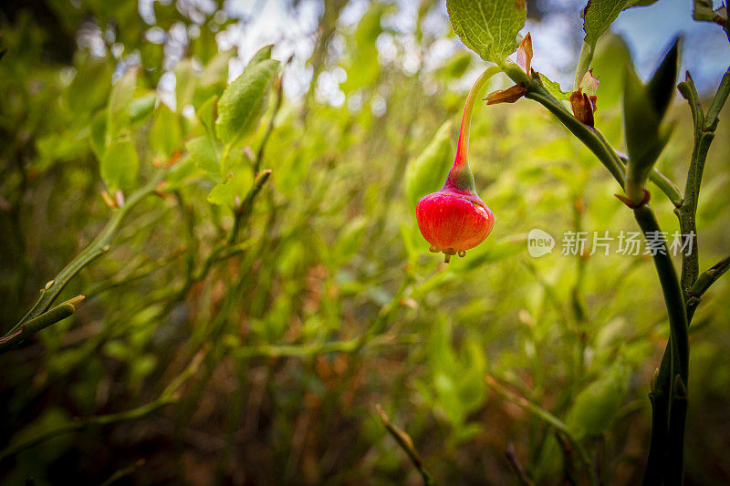 蓝莓花