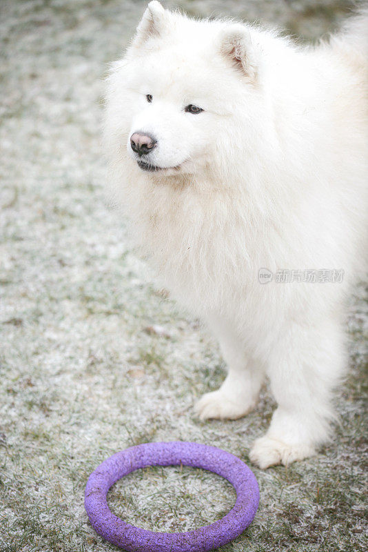 萨摩耶犬(冬天)